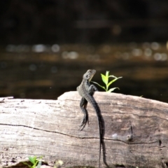 Unidentified Dragon at Pinbeyan, NSW - 2 Feb 2019 by MB