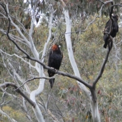 Aquila audax (Wedge-tailed Eagle) at Pinbeyan, NSW - 5 Nov 2018 by MB
