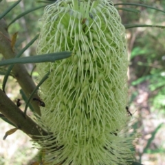 Banksia marginata (Silver Banksia) at Kosciuszko National Park - 8 Jan 2011 by MB