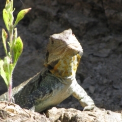 Unidentified Dragon at Kosciuszko National Park - 27 Mar 2011 by MB