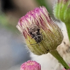 Nysius sp. (genus) (Seed bug) at Whitlam, ACT - 10 Feb 2024 by trevorpreston