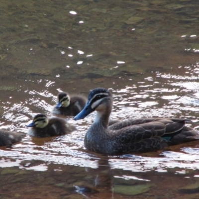 Anas superciliosa (Pacific Black Duck) at Kosciuszko National Park - 7 Dec 2013 by MB