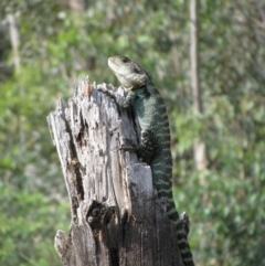 Unidentified Dragon at Pinbeyan, NSW - 28 Nov 2009 by MB