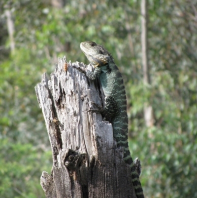 Intellagama lesueurii howittii (Gippsland Water Dragon) at Kosciuszko National Park - 28 Nov 2009 by MB