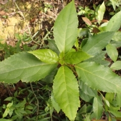 Hedycarya angustifolia (Austral Mulberry) at Twelve Mile Peg, NSW - 8 Feb 2024 by plants