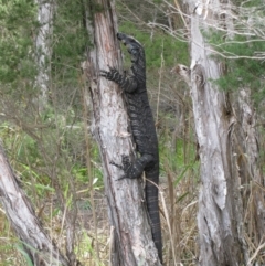 Unidentified Monitor or Gecko at Tamboon, VIC - 9 Mar 2013 by MB