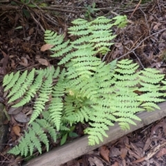 Histiopteris incisa (Bat's-Wing Fern) at Twelve Mile Peg, NSW - 8 Feb 2024 by plants