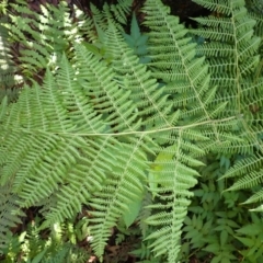 Hypolepis glandulifera (Downy Ground Fern) at Twelve Mile Peg, NSW - 8 Feb 2024 by plants