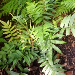 Blechnum wattsii (Hard Water Fern) at Twelve Mile Peg, NSW - 8 Feb 2024 by plants