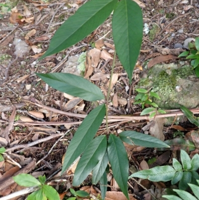 Parsonsia brownii (Mountain Silkpod) at Twelve Mile Peg, NSW - 8 Feb 2024 by plants