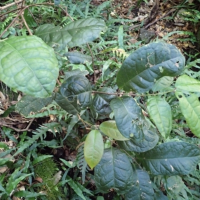 Palmeria scandens (Anchor Vine, Pomegranate Vine) at Twelve Mile Peg, NSW - 8 Feb 2024 by plants