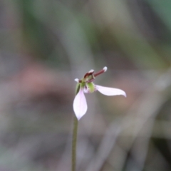 Eriochilus cucullatus (Parson's Bands) at Captains Flat, NSW - 10 Feb 2024 by Csteele4