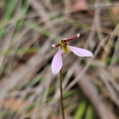 Eriochilus cucullatus at QPRC LGA - 10 Feb 2024