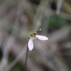 Eriochilus cucullatus at QPRC LGA - 10 Feb 2024