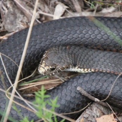 Austrelaps ramsayi (Highlands Copperhead) at QPRC LGA - 10 Feb 2024 by Csteele4