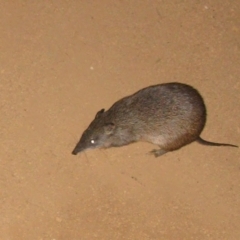 Isoodon obesulus nauticus (Southern Brown Bandicoot) at Mount Cooke, WA - 30 Aug 2009 by MB