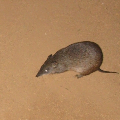 Isoodon obesulus nauticus (Southern Brown Bandicoot) at Mount Cooke, WA - 30 Aug 2009 by MB