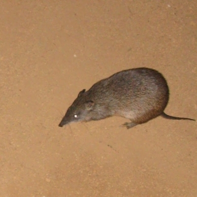 Isoodon obesulus nauticus (Southern Brown Bandicoot) at Mount Cooke, WA - 31 Aug 2009 by MB
