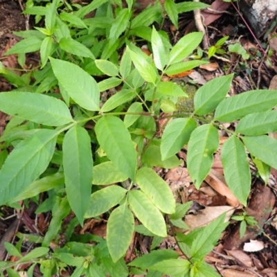 Polyscias murrayi (Pencil Cedar) at Twelve Mile Peg, NSW - 8 Feb 2024 by plants