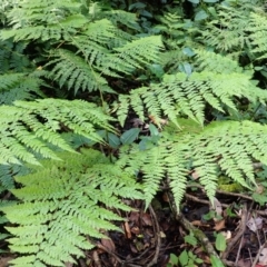 Dennstaedtia davallioides (Lacy Ground Fern) at Twelve Mile Peg, NSW - 9 Feb 2024 by plants