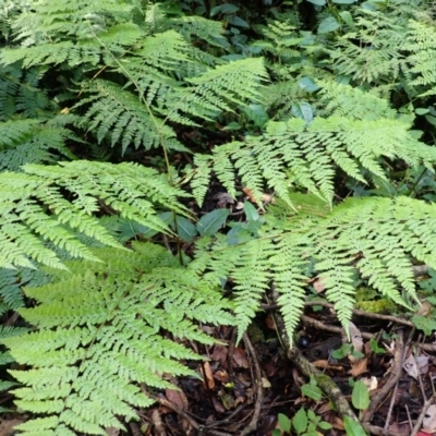 Dennstaedtia davallioides (Lacy Ground Fern) at Twelve Mile Peg, NSW - 9 Feb 2024 by plants