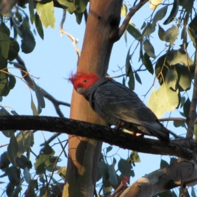 Callocephalon fimbriatum (Gang-gang Cockatoo) at Wantagong, NSW - 6 Nov 2009 by MB