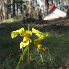 Diuris sulphurea (Tiger Orchid) at Woomargama National Park - 7 Nov 2009 by MB