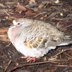 Phaps chalcoptera (Common Bronzewing) at Gloucester National Park - 8 Sep 2009 by MB
