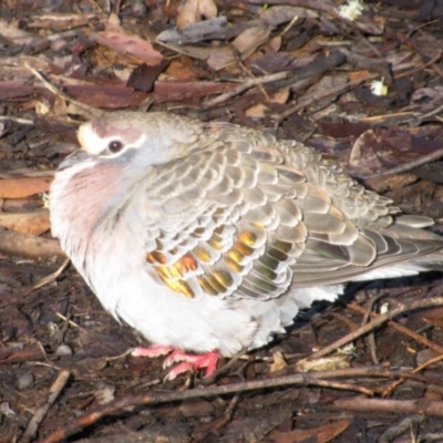 Phaps chalcoptera (Common Bronzewing) at Gloucester National Park - 9 Sep 2009 by MB