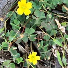 Oxalis sp. (Wood Sorrel) at Hall, ACT - 10 Feb 2024 by strigo