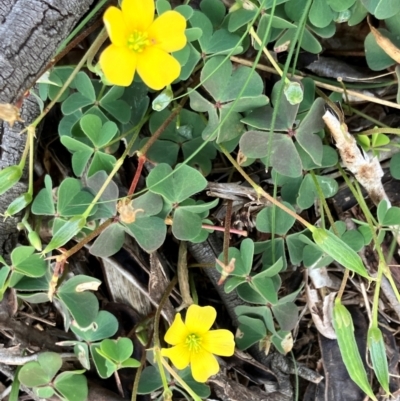 Oxalis sp. (Wood Sorrel) at Hall, ACT - 10 Feb 2024 by strigo