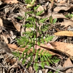 Cheilanthes sieberi subsp. sieberi (Mulga Rock Fern) at Hall, ACT - 9 Feb 2024 by strigo