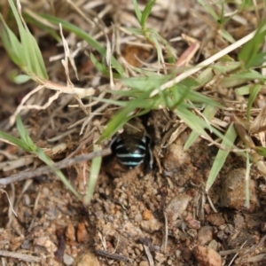 Amegilla (Zonamegilla) asserta at Holt, ACT - 10 Feb 2024