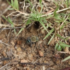 Amegilla (Zonamegilla) asserta at Holt, ACT - 10 Feb 2024