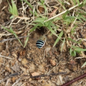 Amegilla (Zonamegilla) asserta at Holt, ACT - 10 Feb 2024