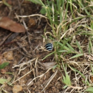 Amegilla (Zonamegilla) asserta at Holt, ACT - 10 Feb 2024