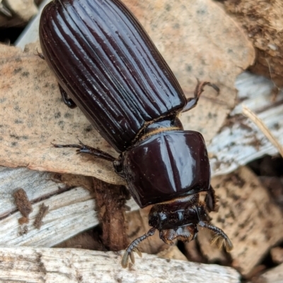 Aulacocyclus sp. (genus) (Passalid beetle) at Watson, ACT - 10 Feb 2024 by AniseStar