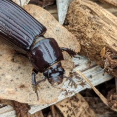 Aulacocyclus sp. (genus) at Watson Green Space - 10 Feb 2024