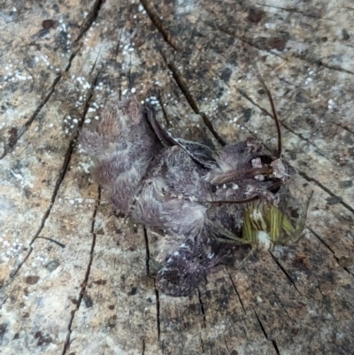 Unidentified Noctuoid moth (except Arctiinae) at Watson Green Space - 10 Feb 2024 by AniseStar