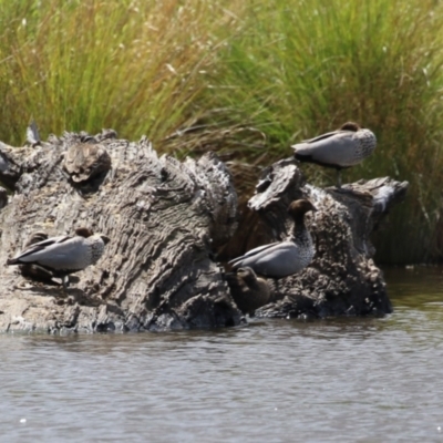 Chenonetta jubata (Australian Wood Duck) at QPRC LGA - 10 Feb 2024 by RodDeb