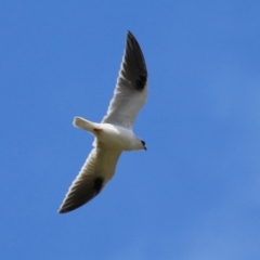 Elanus axillaris (Black-shouldered Kite) at QPRC LGA - 10 Feb 2024 by RodDeb