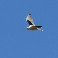 Elanus axillaris at QPRC LGA - 10 Feb 2024