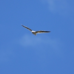 Elanus axillaris at QPRC LGA - 10 Feb 2024