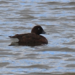 Aythya australis (Hardhead) at QPRC LGA - 10 Feb 2024 by RodDeb