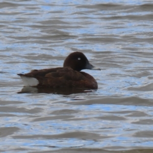 Aythya australis at QPRC LGA - 10 Feb 2024 12:14 PM