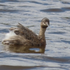 Poliocephalus poliocephalus (Hoary-headed Grebe) at QPRC LGA - 10 Feb 2024 by RodDeb