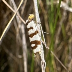 Linosticha cyclophragma (A Concealer Moth) at Tidbinbilla Nature Reserve - 1 Feb 2024 by Pirom