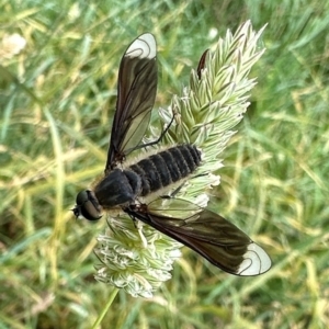 Comptosia apicalis at Mount Ainslie - 10 Feb 2024