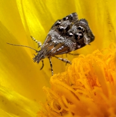 Tebenna micalis (Small Thistle Moth) at Acton, ACT - 31 Jan 2024 by Pirom