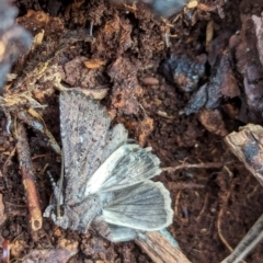Dasygaster (genus) (A Noctuid moth (Noctuinae)) at Watson, ACT - 10 Feb 2024 by AniseStar